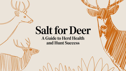 Salt for Deer A Guide to Herd Health and Hunt Success