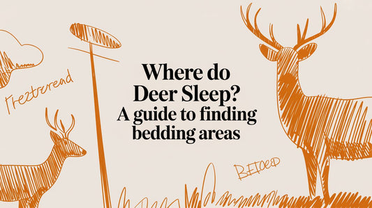 Where Do Deer Sleep? A Guide to Finding Bedding Areas